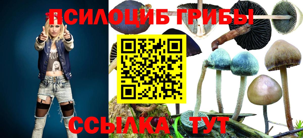 Большой Камень  Псилоцибиновые грибы прущие грибы  Вход с VPN 